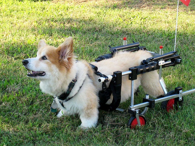 dogonfourwheels.jpg 