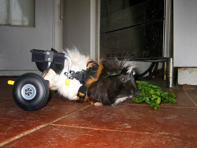 Paralyzed pets rock their wheels: 30 awesome animals Paralyzed pets rock their wheels: 30 awesome animals