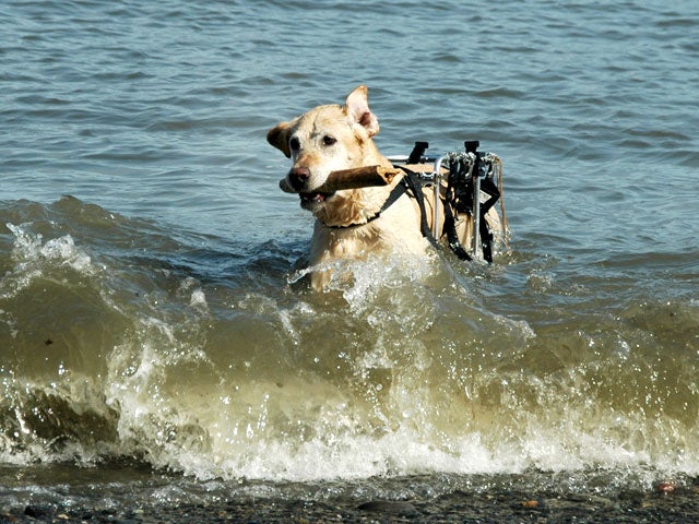 doginwateronwheels.jpg 