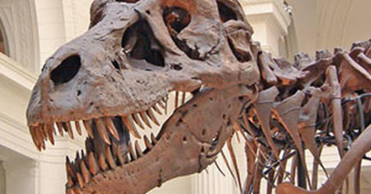 T. rex Sue's arm removed for study at Field Museum