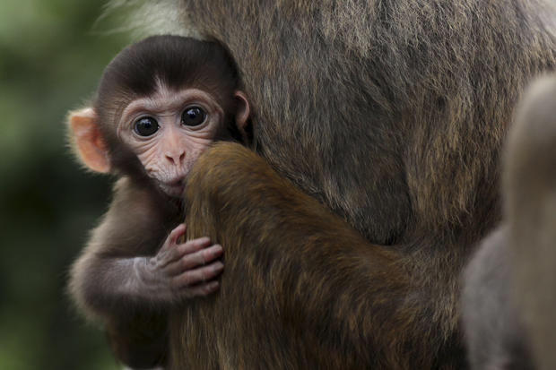 baby-rhesus-monkey.jpg 