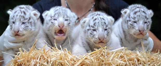 white-tiger-cubs.jpg 