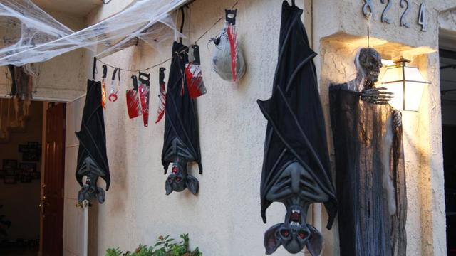 bats-upside-down.jpg 