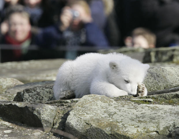 baby-polar-bear.jpg 