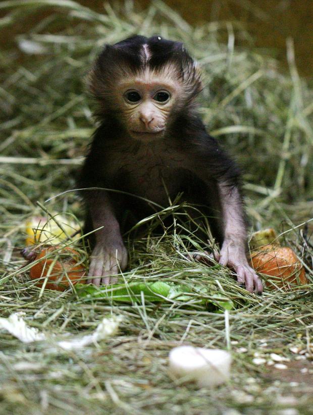 baby-macaque.jpg 