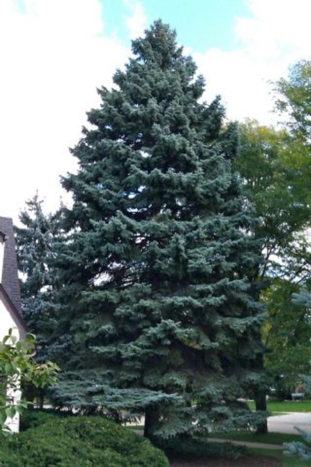 Christmas Tree Spangler Large 
