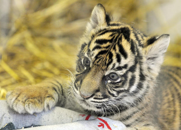 baby-tiger.jpg 
