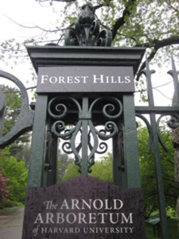 Arnold Arboretum 