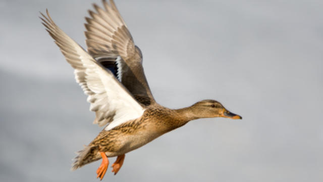 duck-hunting-istock.jpg 