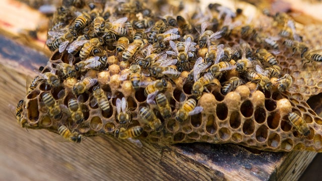 Bees swarm over a piece of honeycomb on a hive in London Sept. 6, 2009. 