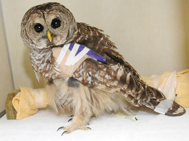 Owl in a Cast 