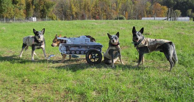 taz-tank-and-three-dogs.jpg 