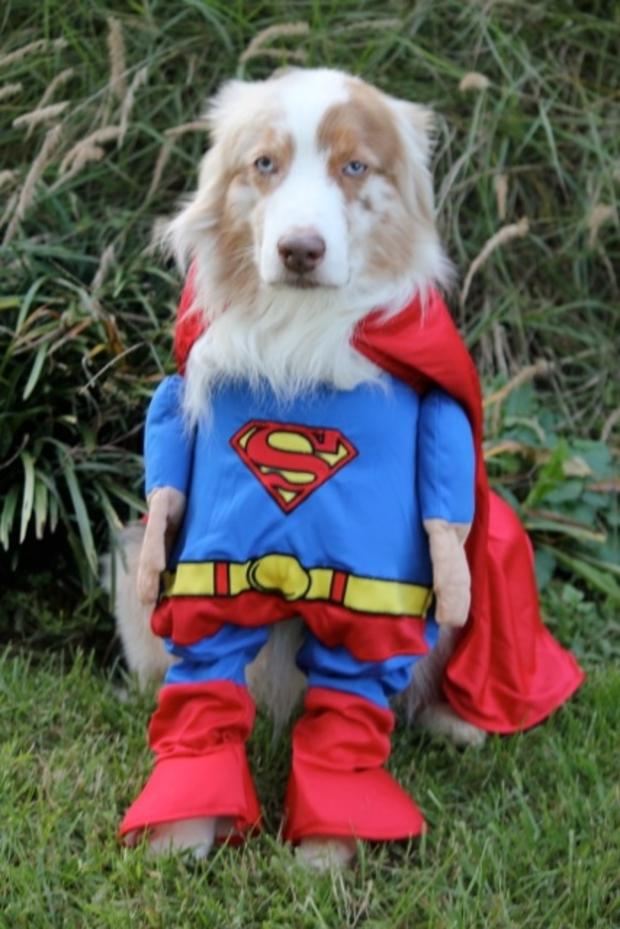 dog-superdog-archie.jpg 