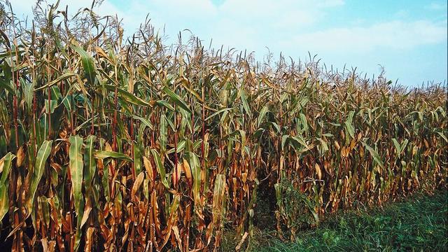 corn-stalks.jpg 