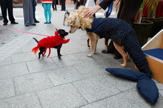 Dogs Dress Up For Halloween 