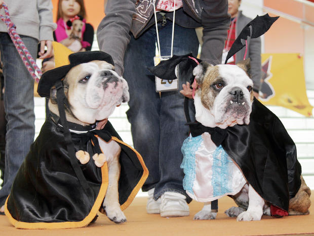 Two bulldogs wear costumes  