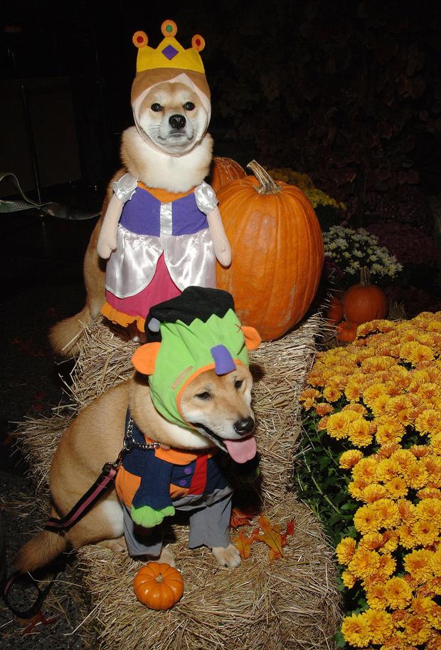 Dogs in Halloween costumes  