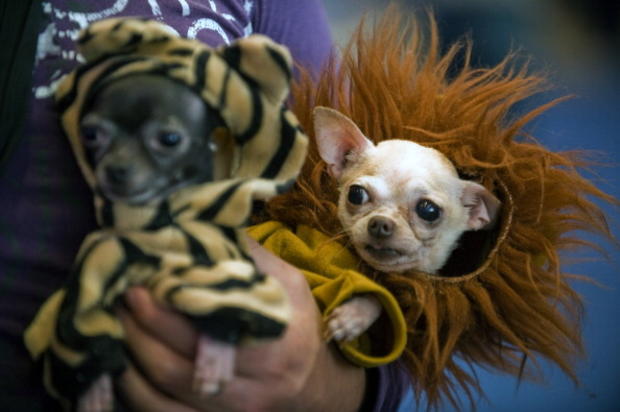 Two Chihuahuas wait for their turn in a 