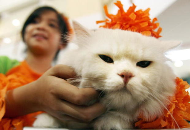 A cat dressed up in costume  