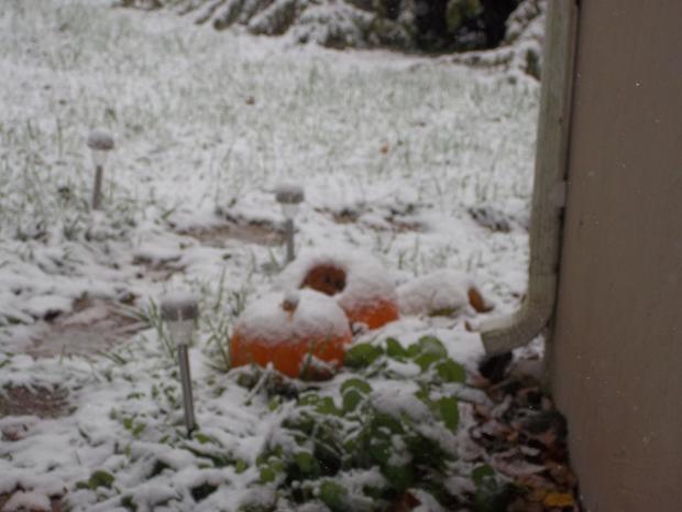october-snow-freeland-pumpkins.jpg 