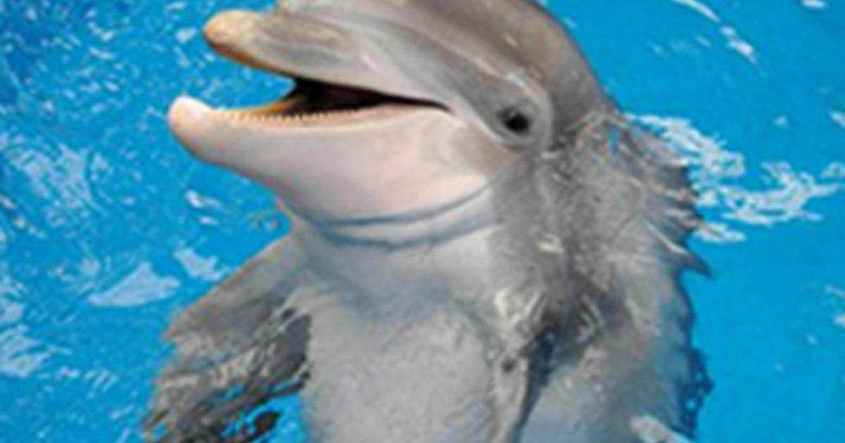 Baby Dolphin Dies Shortly After Birth At Brookfield Zoo Cbs Chicago