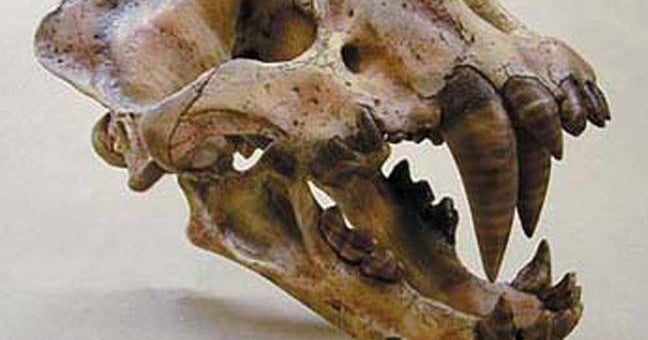 New American sabertoothed cat discovered CBS News