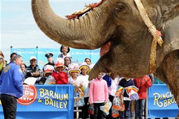 Elephant with Ringling Bros. circus 