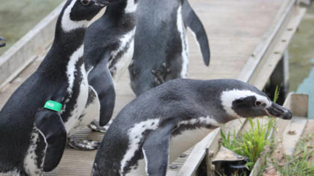 magellanic-penguins.jpg 