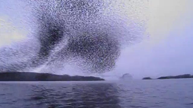 Murmuration_copy.jpg 