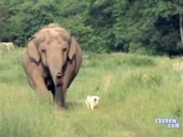 Tarra the elephant, and Bella the dog formed an unlikely friendship.  