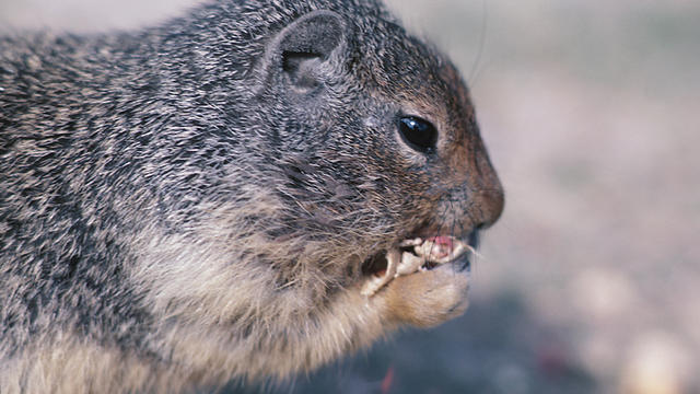 eating-squirrel.jpg 