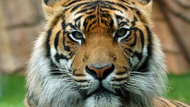 Bengal Tiger 