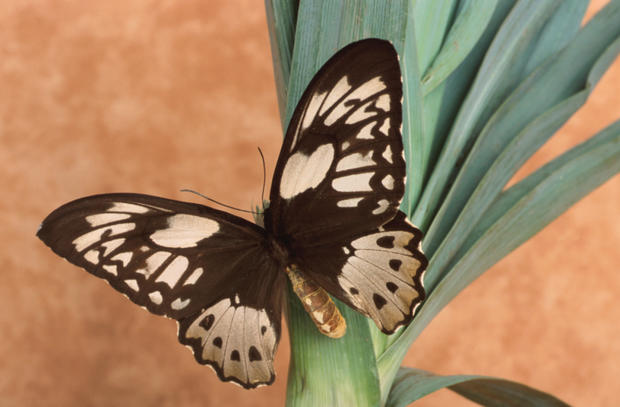 1/27/12 – Family &amp; Pets – Family Fun Guide to Weekend in Monterey - Butterfly 