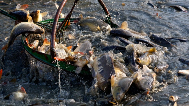 A brailer lifts a catch of mostly carp during the traditional fish haul of the Bosilecky pond in the village of Bosilec, Czech Republic, Nov. 7, 2011. Fishermen use the traditional centuries-old way of catching the local carp considered by Czechs a must-h 