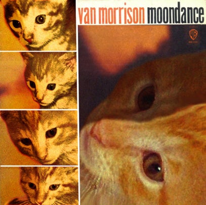 The Kitten Covers: Albums re-imagined with cats!