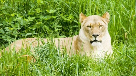 Loose_Lion.jpg 