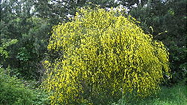 broom-shrub.jpg 