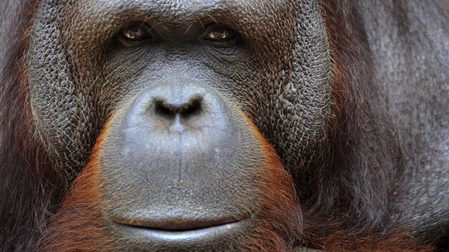 110127-orangutan-108472641.jpg 