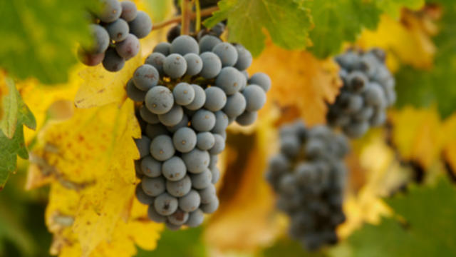wine_grapes.jpg 