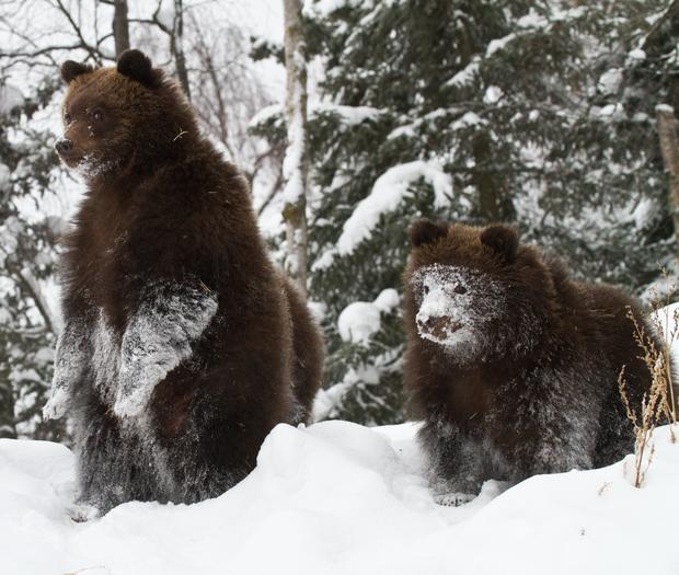 Grizzly Bear Cubs Headed To Detroit Zoo 