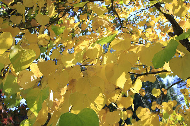 leaves_2.jpg 