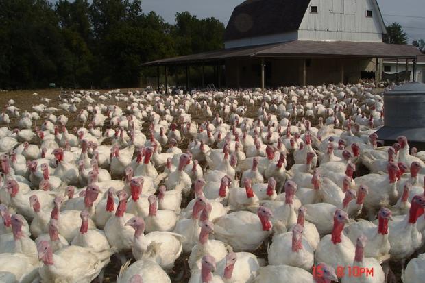 Ropertis Turkey Farm 