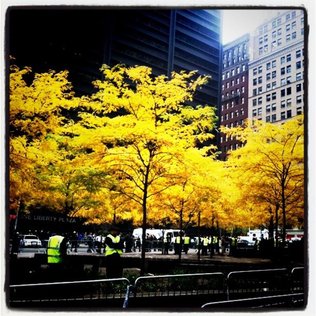 Autumn trees in an empy Zuccotti Park 