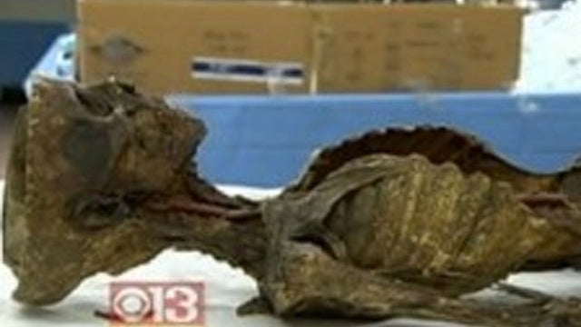 mummy-wjz.jpg 