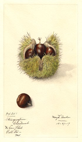 Sunmo_Chestnuts.jpg 