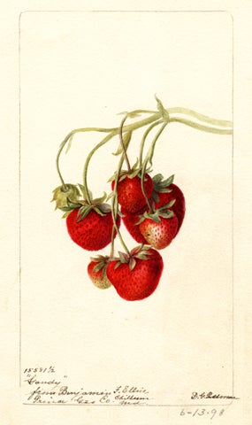 Sunmo_Strawberries_Gandy.jpg 