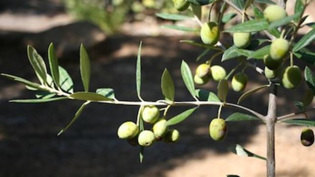 olive-tree.jpg 