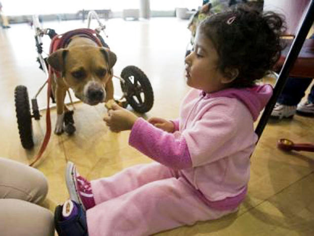 Therapy animals 