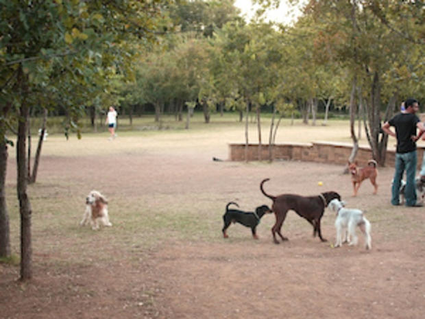 F &amp; P - 1.6.12 - Best Places to take Your Dog in DFW - WaggingTailDogPark 