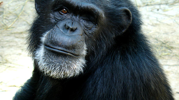 Chillaxin' chimps: 17 research apes enjoy their golden years 
